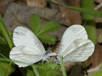 Leptidea sinapis reali, Reals Wood White