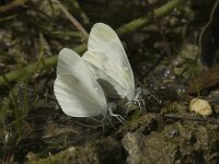 Leptidea sinapis, Wood White