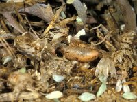 Leptotes pirithous, Common Zebra Blue