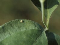 Limenitis camilla, White Admiral
