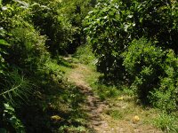 Limenitis reducta, Southern White Admiral