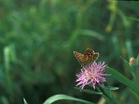 Lycaena tityrus, Sooty Copper