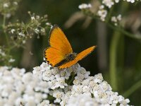 Lycaena virgaureae, Scarce Copper