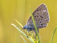 Reproducing Alcon blue butterfly  Alcon blue butterfly (Phengaris alcon) laying eggs on host plant Marsh Gentian (Gentiana pneumonanthe) : Belgium, Botany, Netherlands, Vitality, alcon, animal, background, biology, blue, breed, breeding, butterfly, closeup, denmark, design, ecology, environment, europe, fauna, flora, flower, foliage, fresh, freshness, germany, grass, green, harmony, healthy, horizontal, insect, macro, maculinea, nature, phengaris, plant, purity, reproduce, reproduction, season, sitting, spring, summer, sunshine, sweden, vertical, vibrant, wildlife