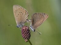 Maculinea nausithous, Dusky Large Blue