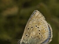 Maculinea rebeli 14, Berggentiaanblauwtje, Saxifraga-Jan van der Straaten