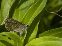 Maculinea rebeli 16, Berggentiaanblauwtje, female, Saxifraga-Jan van der Straaten