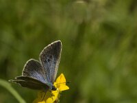 Maculinea rebeli 22, Berggentiaanblauwtje, female, Saxifraga-Jan van der Straaten