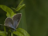 Maculinea rebeli 26, Berggentiaanblauwtje, female, Saxifraga-Jan van der Straaten