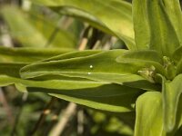 Maculinea rebeli 3, Berggentiaanblauwtje, Saxifraga-Jan van der Straaten