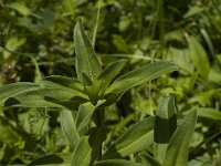 Maculinea rebeli 40, Berggentiaanblauwtje, Saxifraga-Jan van der Straaten