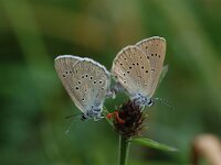 Maculinea teleius, Scarce Large Blue