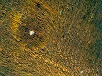 Maniola jurtina, Meadow Brown