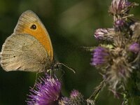 Maniola jurtina 106, Bruin zandoogje, Saxifraga-Jan van der Straaten