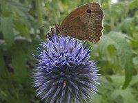 Butterfly Meadow brown (Maniola jurtina) feeding on flower of Globe thistle (Echinops ritro)  Butterfly Meadow brown (Maniola jurtina) feeding on flower of Globe thistle (Echinops ritro) : butterfly, Meadow brown, Maniola jurtina, flower, flowers, insect, wildlife, single animal, animal, wing, wings, backside, nature, natural, food, feeding, honey, outside, outdoor, outdoors, summer, summertime, nobody, no people, flora, floral, plant, globe thistle, echinops ritro, blue, brown
