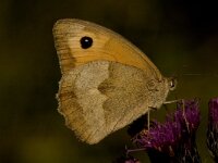 Maniola jurtina 12, Bruin zandoogje, female, Saxifraga-Jan van der straaten