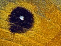 258_27, Maniola jurtina : Maniola jurtina, Meadow Brown, Bruin zandoogje, forewing upperside