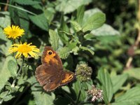 Maniola jurtina 29, Bruin zandoogje, female, Vlinderstichting-Henkjan Kieviet