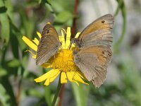 Maniola jurtina 44, Bruin zandoogje, Saxifraga-Jan van der Straaten