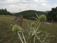 Maniola jurtina 51, Bruin zandoogje , Saxifraga-Rob Felix : Animalia, Arthropoda, Insecta, Lepidoptera, animal, arthropod, butterfly, dier, dieren, geleedpotige, geleedpotigen, insect, insecten, vlinder, vlinders