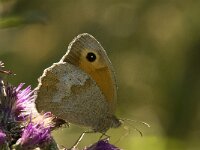 Maniola jurtina 54, Bruin zandoogje, Saxifraga-Jan van der Straaten