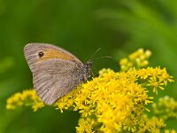 Maniola jurtina 62, Bruin zandoogje, Saxifraga-Rik Kruit