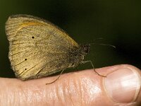 Maniola jurtina 63, Bruin zandoogje, Saxifraga-Jan van der Straaten