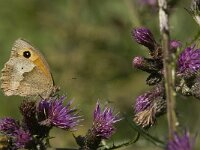 Maniola jurtina 77, Bruin zandoogje, Saxifraga-Jan van der Straaten