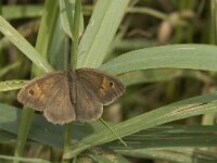 Maniola jurtina 82, Bruin zandoogje, Saxifraga-Jan van der Straaten