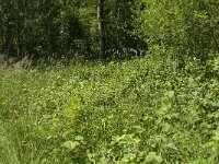 Maniola jurtina 86, Bruin zandoogje, habitat, NL, Noord-Brabant, Best, De Scheeken, Saxifraga-Jan van der Straaten