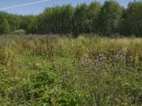 Maniola jurtina 90, Bruin zandoogje, habitat, NL, Noord-Brabant, Best, De Scheeken, Saxifraga-Jan van der Straaten