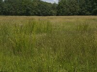 Maniola jurtina 91, Bruin zandoogje, habitat, NL, Noord-Brabant, Best, De Scheeken, Saxifraga-Jan van der Straaten