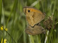 Maniola jurtina 97, Bruin zandoogje, Saxifraga-Jan van der Straaten