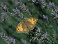 Maniola jurtina, ssp hurtilla 49, Bruin zandoogje, Saxifraga-Dirk Hilbers