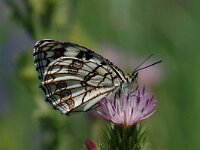 Melanargia ines, Spanish Marbled White