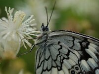 Melanargia larissa, Balkan Marbled White
