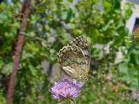 Melanargia russiae, Espers Marbled White