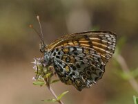 Melitaea arduinna, Freyers Fritillary