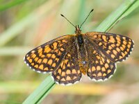 Melitaea athalia 101, Bosparelmoervlinder, Saxifraga-Gerard de Jong : Bosparelmoervlinder, Butterfly, Insect, Macro, Melitaea athalia, NP Hoge Veluwe, Overig, Saxifraga Beeldbank, Vlinder