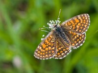 Melitaea athalia 30, Bosparelmoervlinder, Saxifraga-Rik Kruit
