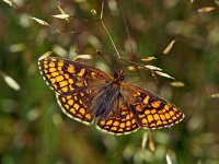241_10A, Bosparelmoervlinder : Bosparelmoervlinder, Melitaea athalia, Heath Fritillary