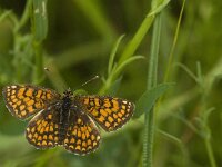 Melitaea athalia 42, Bosparelmoervlinder, male, Saxifraga-Jan van der Straaten