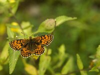 Melitaea athalia 43, Bosparelmoervlinder, male, Saxifraga-Jan van der Straaten