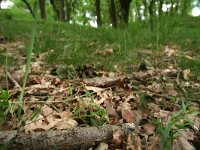 Melitaea athalia 56, Bosparelmoervlinder, larva, Saxifraga-Kars Veling