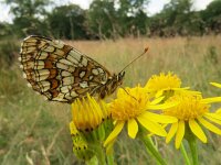Melitaea athalia 58, Bosparelmoervlinder, Saxifraga-Mark Zekhuis