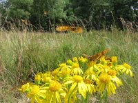 Melitaea athalia 59, Bosparelmoervlinder, Saxifraga-Mark Zekhuis