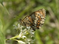 Melitaea athalia 64, Bosparelmoervlinder, Saxifraga-Willem van Kruijsbergen