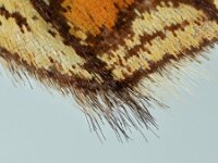 Melitaea athalia 71, Bosparelmoervlinder, Saxifraga-Ab H. Baas