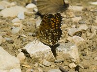 Melitaea athalia 9, Bosparelmoervlinder, Saxifraga-Jan van der Straaten