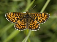 Melitaea aurelia 16, Steppeparelmoervlinder, male, Saxifraga-Jan van der Straaten